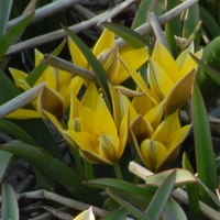 Tulipa urumiensis  Photo: J. Amand